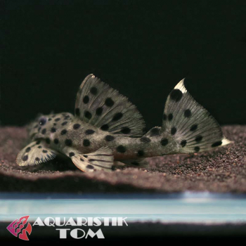 L264 - Weißflossen Kaktuswels, Leporacanthicus joselimae